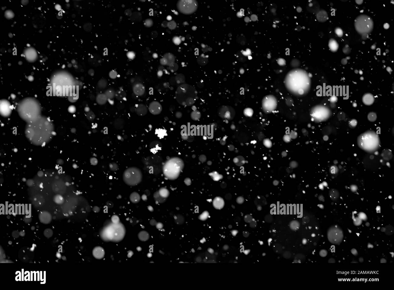 Sfondo invernale. Caduta di neve isolata su sfondo nero puro Foto Stock