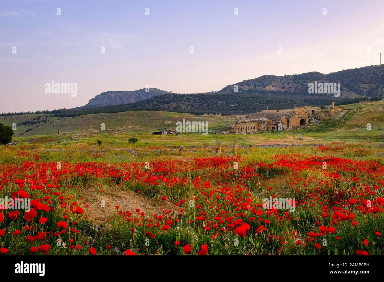 Il campo di fiori di papavero rosso selvatico alla luce del mattino con Hierapolis sullo sfondo. Foto Stock
