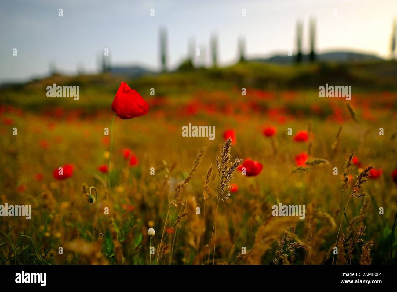 Un primo piano di fiori di papavero rosso selvatico alla luce del mattino con campo di papavero rosso sullo sfondo. Foto Stock