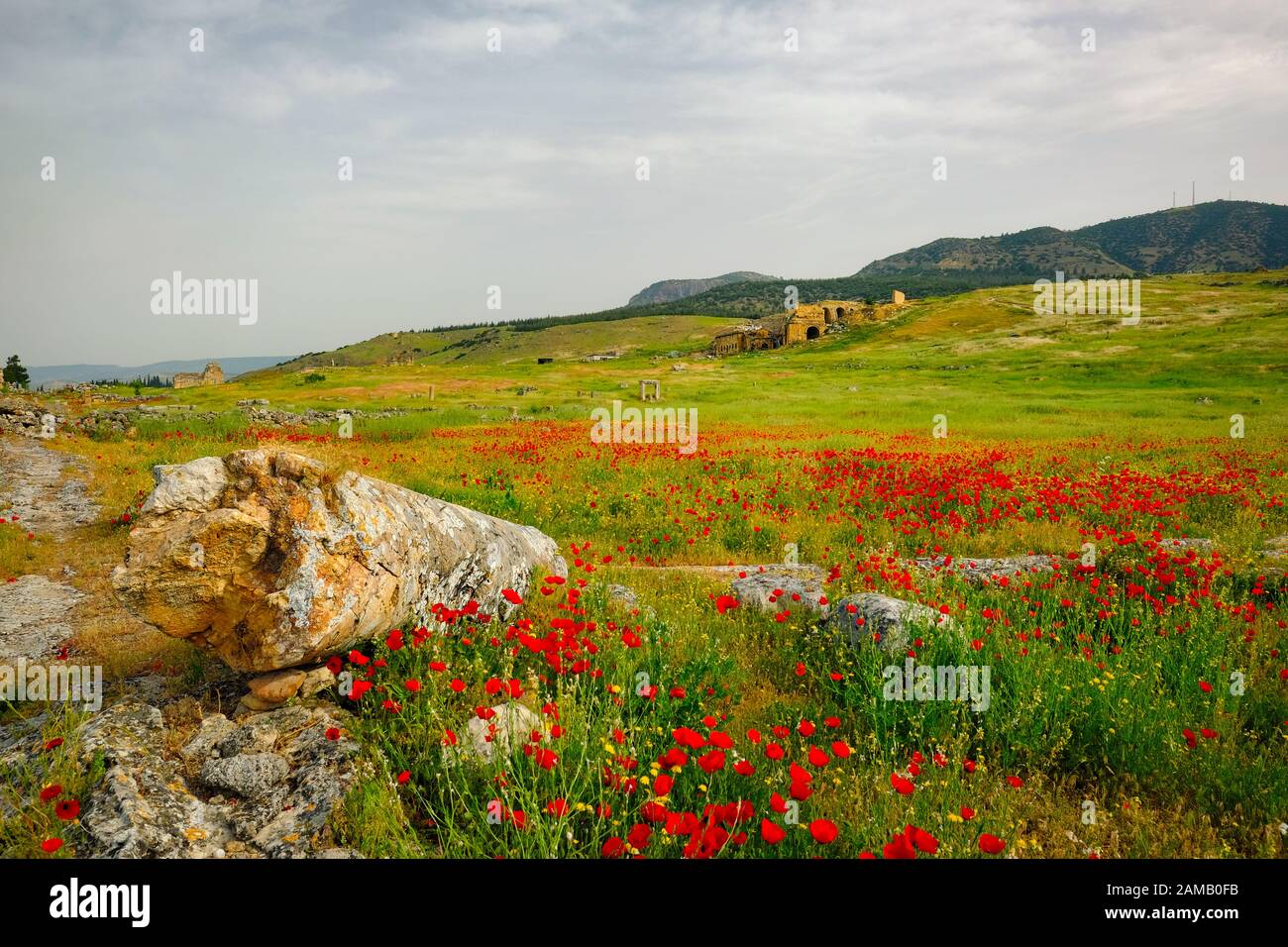 Il campo di fiori di papavero rosso selvatico alla luce del mattino con Hierapolis sullo sfondo. Foto Stock