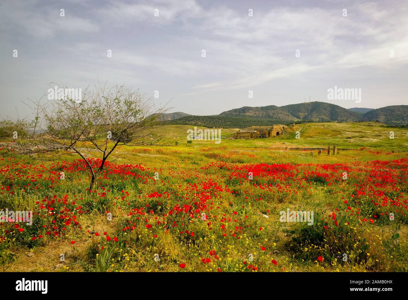 Il campo di fiori di papavero rosso selvatico nella mattina torbida con albero singolo e Hierapolis sullo sfondo. Foto Stock