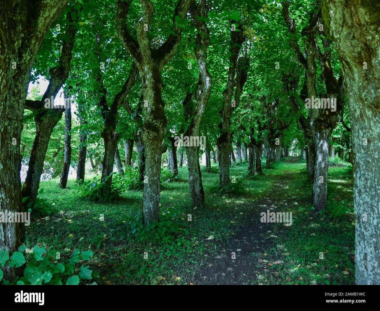 paesaggio con viale linden nel vecchio parco maniero Foto Stock