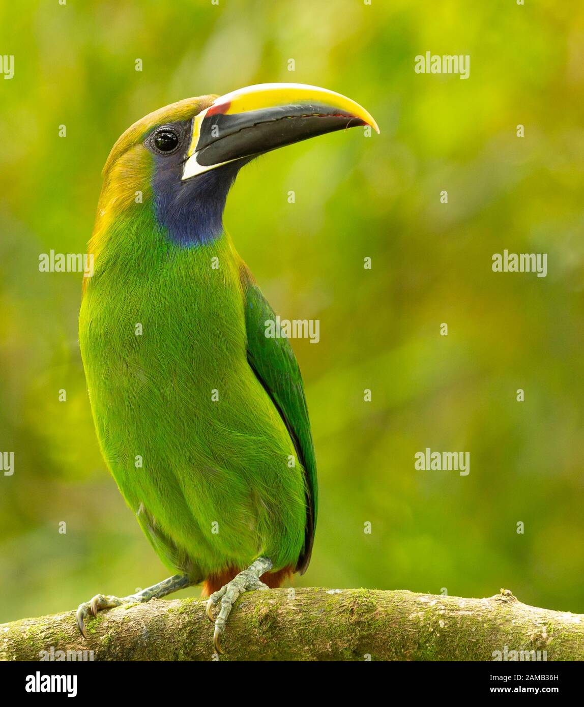 Il blu ha palpitato toucanet perching su un ramo, Cinchona, Costa Rica Foto Stock