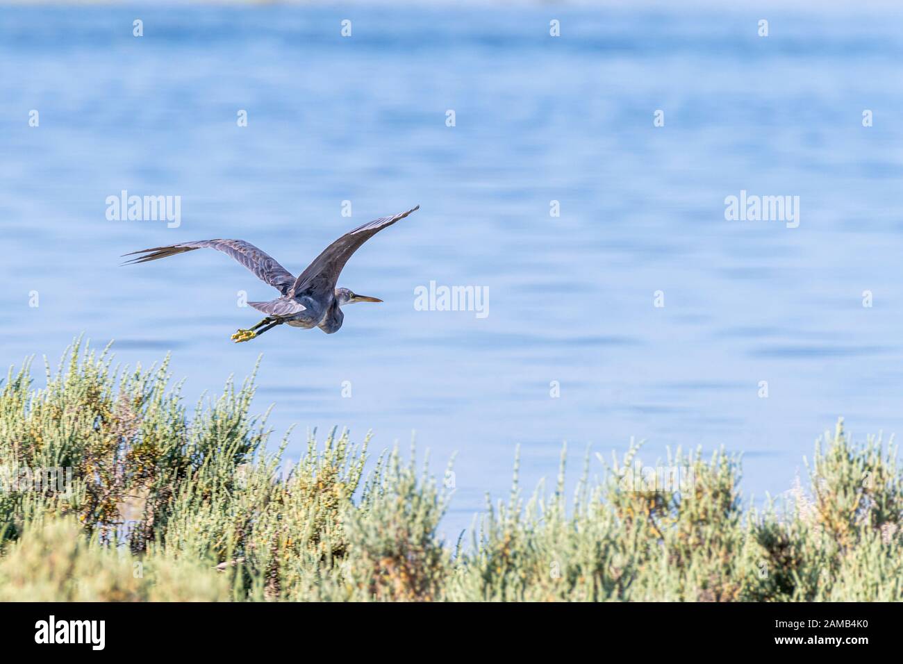 Grande Blue Heron che vola sopra la mangrovia Foto Stock