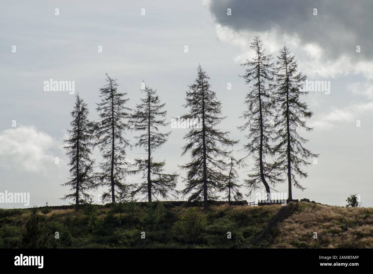 Stand di sette abeti tenuti contro la luce con nube piccola e cielo azzurro pallido Foto Stock