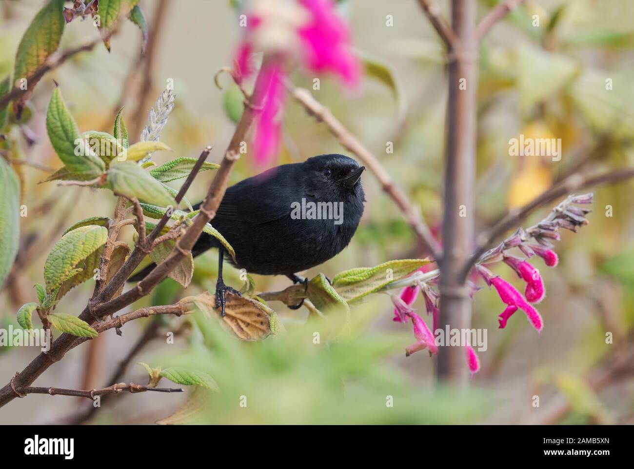 Black Flower-piercer - Diglossa humeralis, speciale uccello nero perching da piste andine, Antisana, Ecuador. Foto Stock
