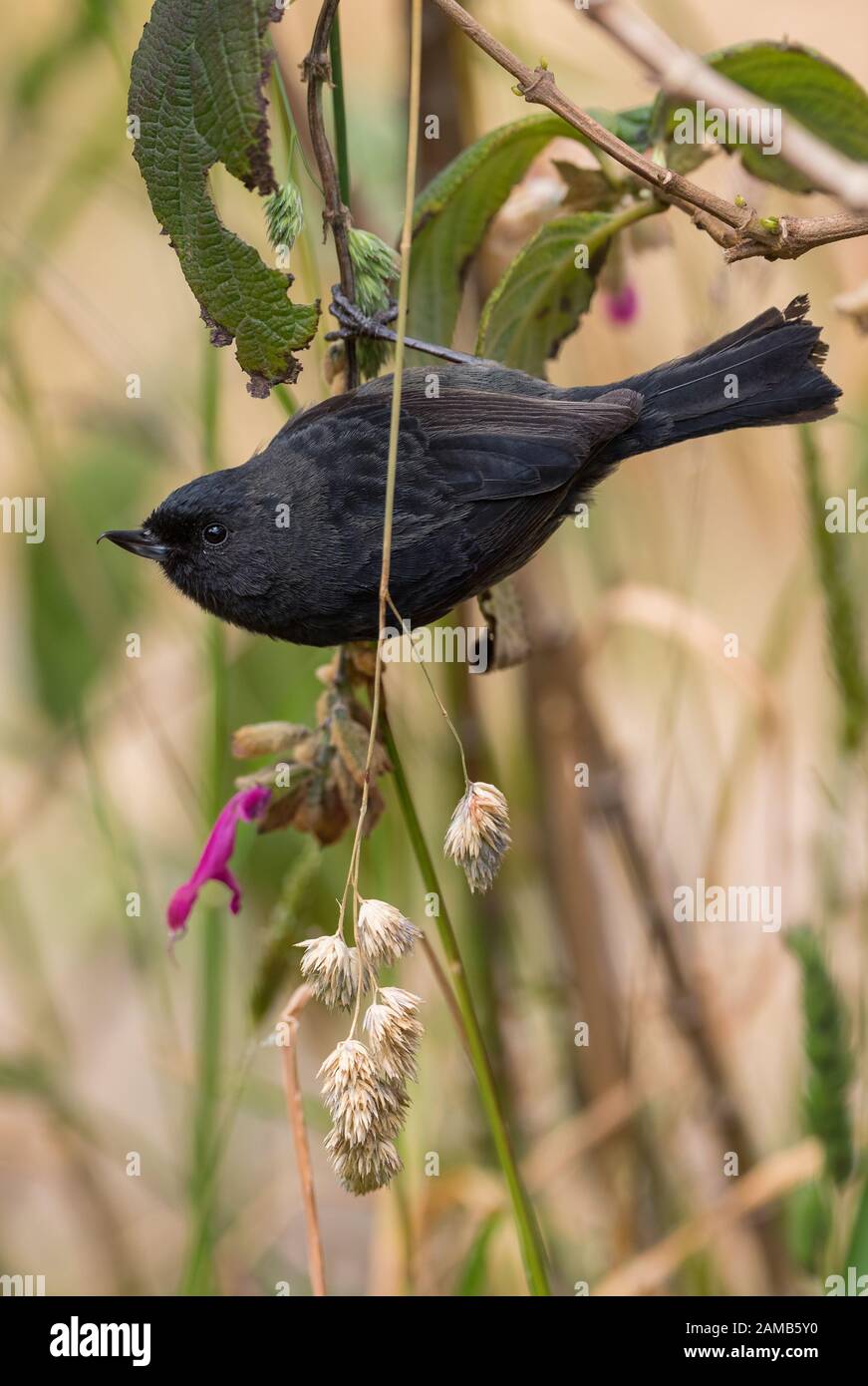 Black Flower-piercer - Diglossa humeralis, speciale uccello nero perching da piste andine, Antisana, Ecuador. Foto Stock