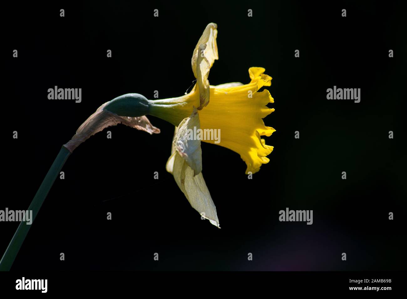 fiore singolo di daffodil catturato alla luce del sole con petali evidenziati su uno sfondo scuro Foto Stock