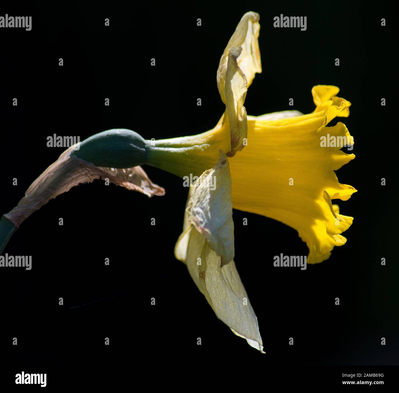 Primo piano della testa di daffodil sullo sfondo nero Foto Stock