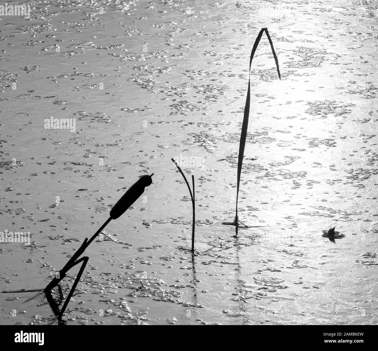 Silhouette di canna macis e giunchi trasfissati in ghiaccio Foto Stock