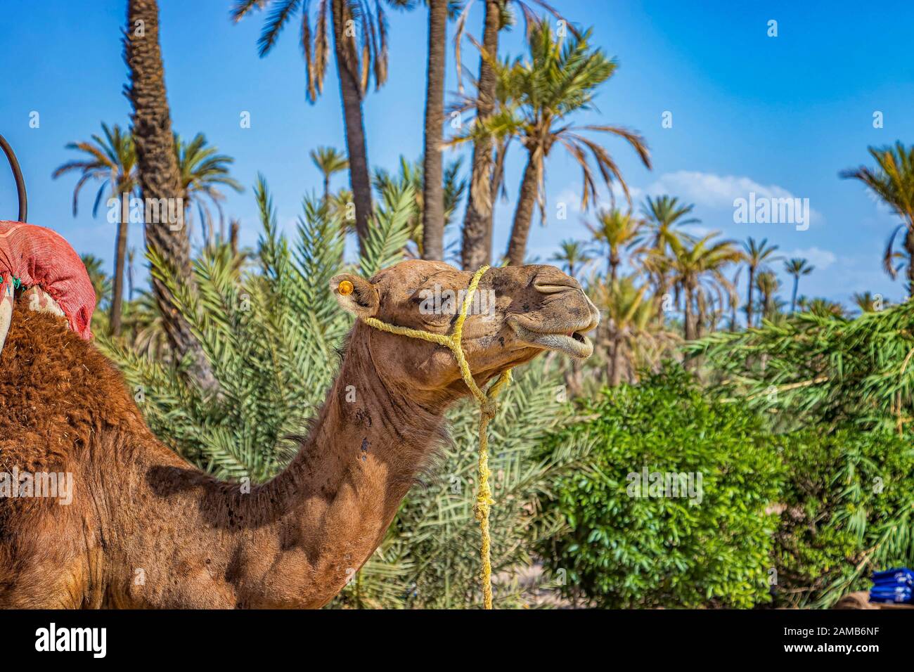 Primo piano foto di cammello in una Palmeraie vicino Marrakech, Marocco. Il deserto del sahara è situato in Africa. Dromedar sta rimanendo nella sabbia. Foto Stock