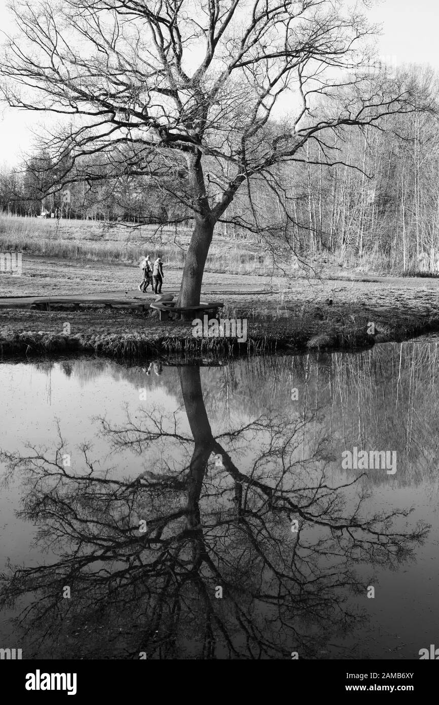 Un sorprendente albero simmetrico che si specchia in acque calme evoca solitudine e pace ad Harrogate, North Yorkshire, Inghilterra, Regno Unito. Foto Stock
