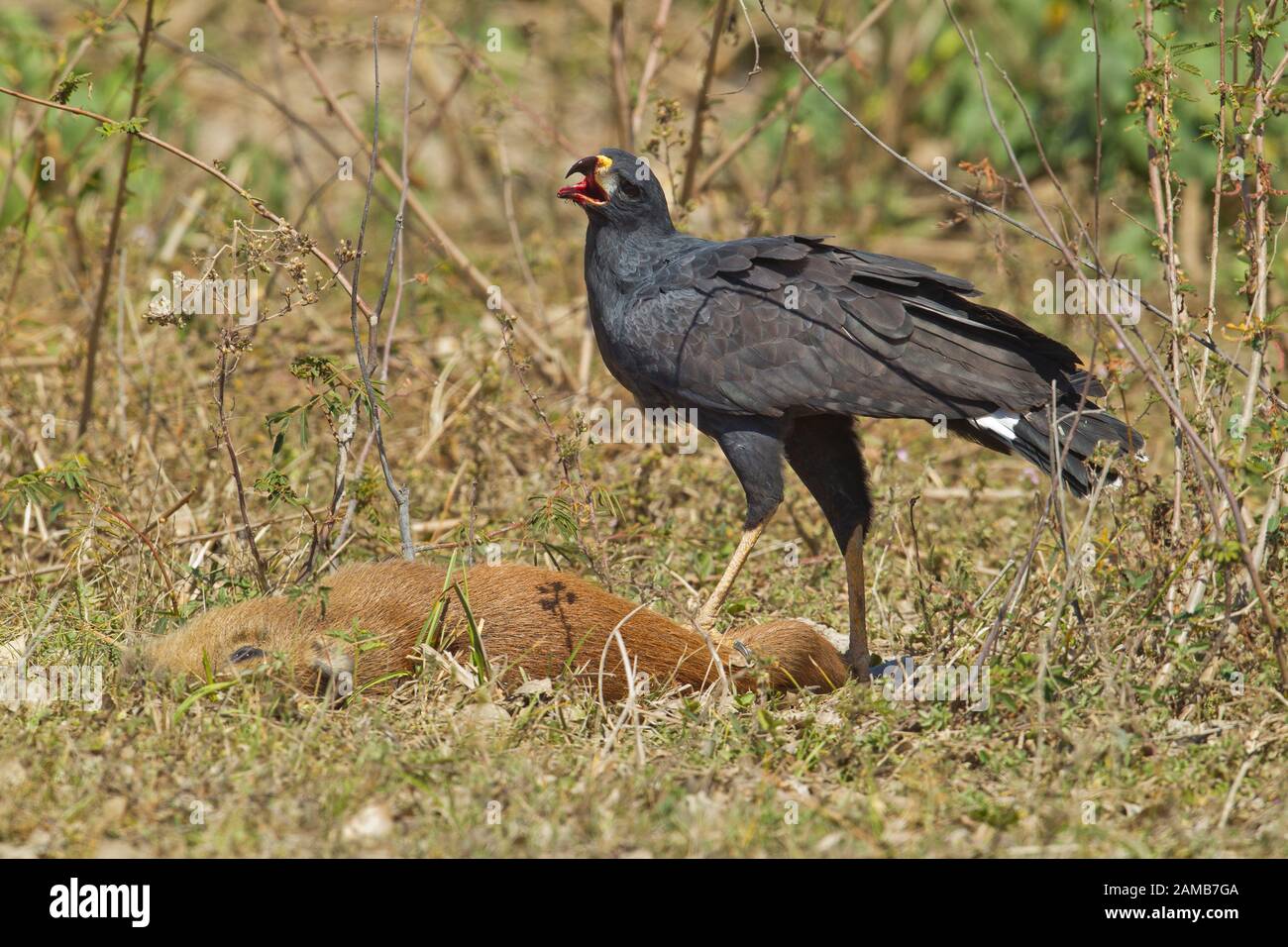 Grande falco nero (Buteogallus urubitinga) che alimenta su un capybara (hydrocherus hydrochaeris) Foto Stock