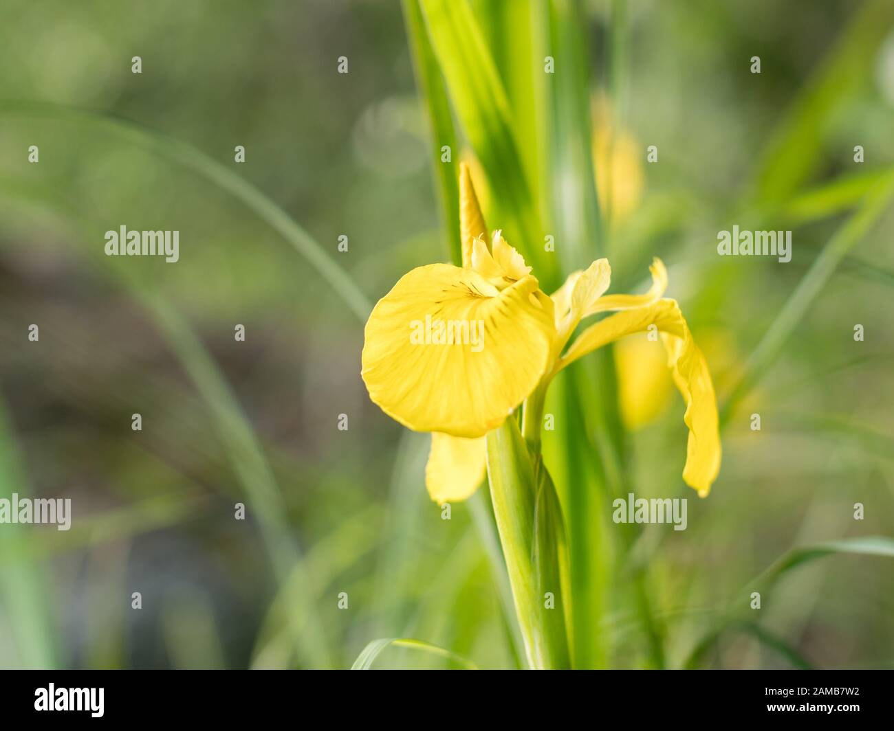 Iris gialla fiore infiorescenza Foto Stock