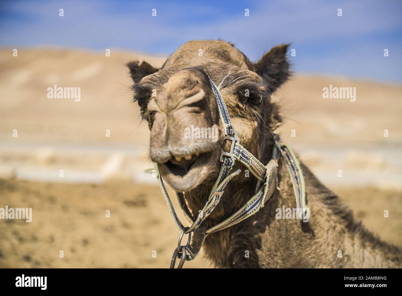 Kamel als Reittier rastet in der Negev-Wüste, Israele Foto Stock