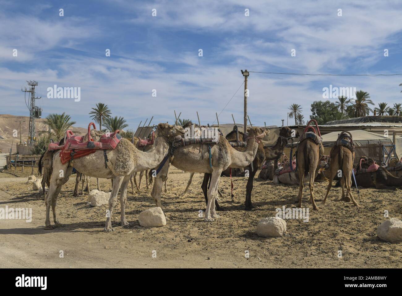Kamele als Reittiere rsten in der Negev-Wüste, Israele Foto Stock