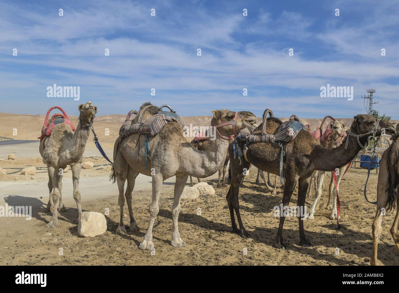 Kamele als Reittiere rsten in der Negev-Wüste, Israele Foto Stock