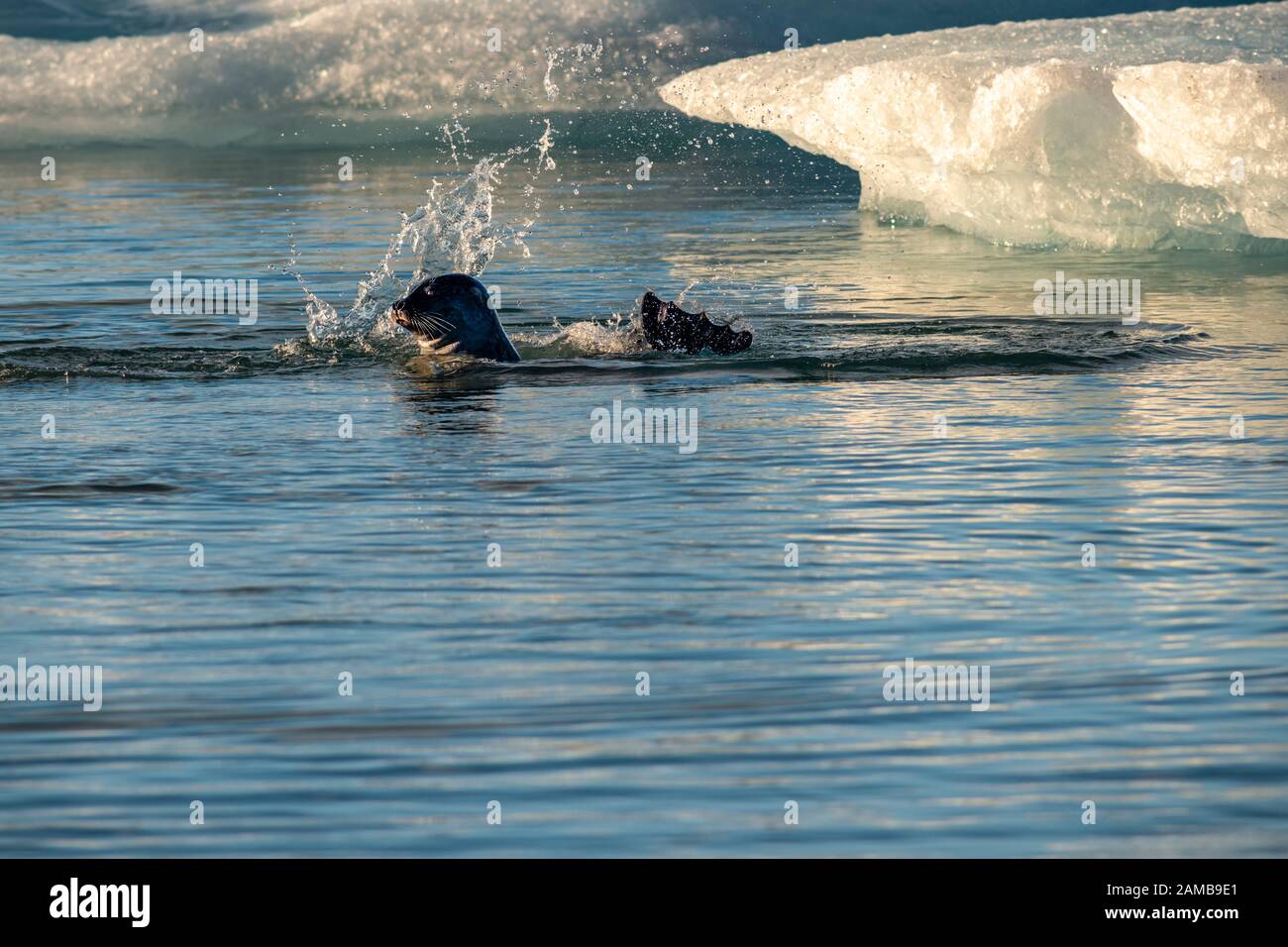 La guarnizione di tenuta (Phoca vitulina) nuotare nella laguna glaciale di Joekulsárlón, ghiacciaio Vatnajoekull, Austurland, Islanda Foto Stock
