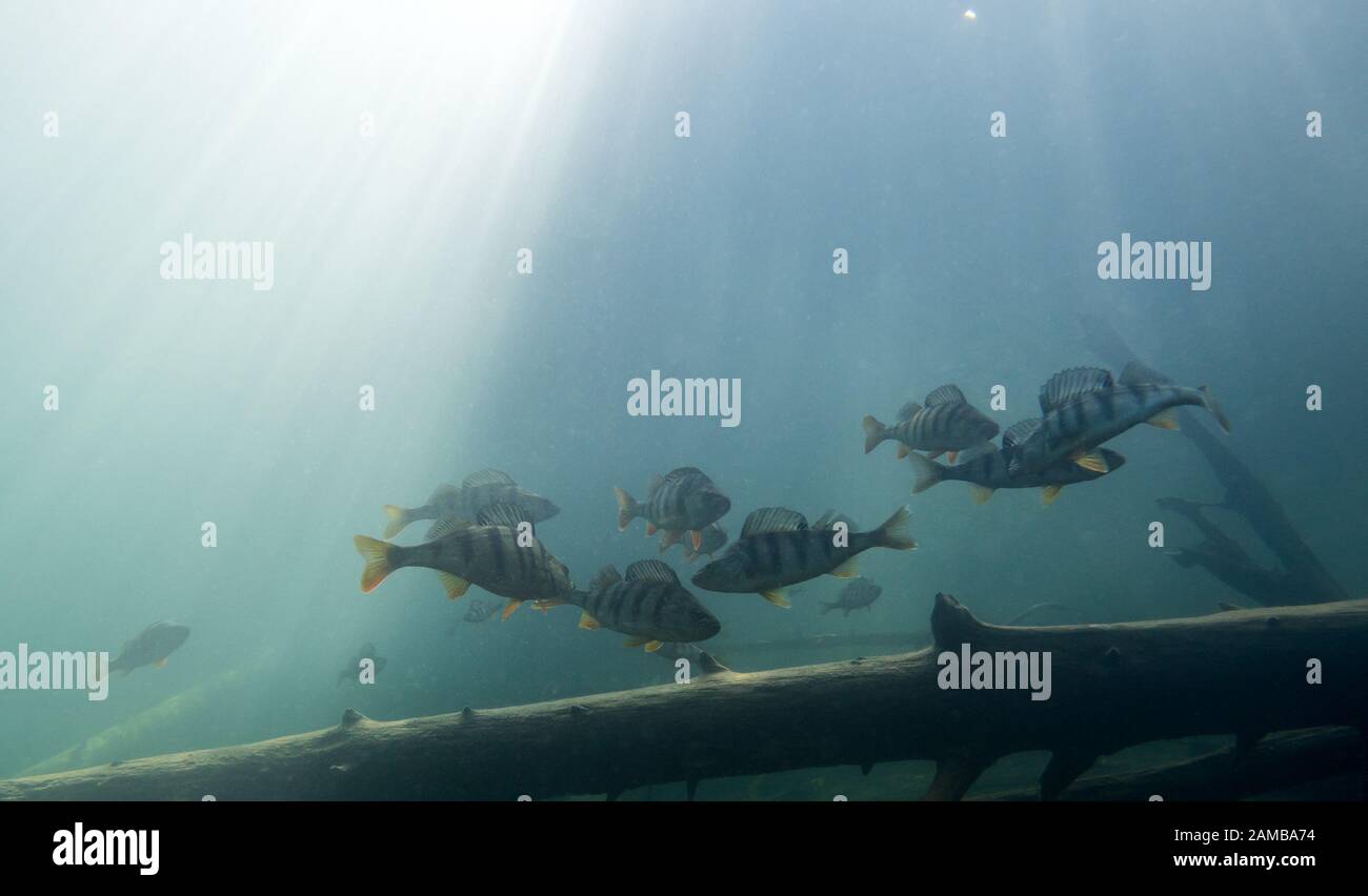 Scuola di grande pesce persico europeo intorno al subacqueo albero ribassato Foto Stock