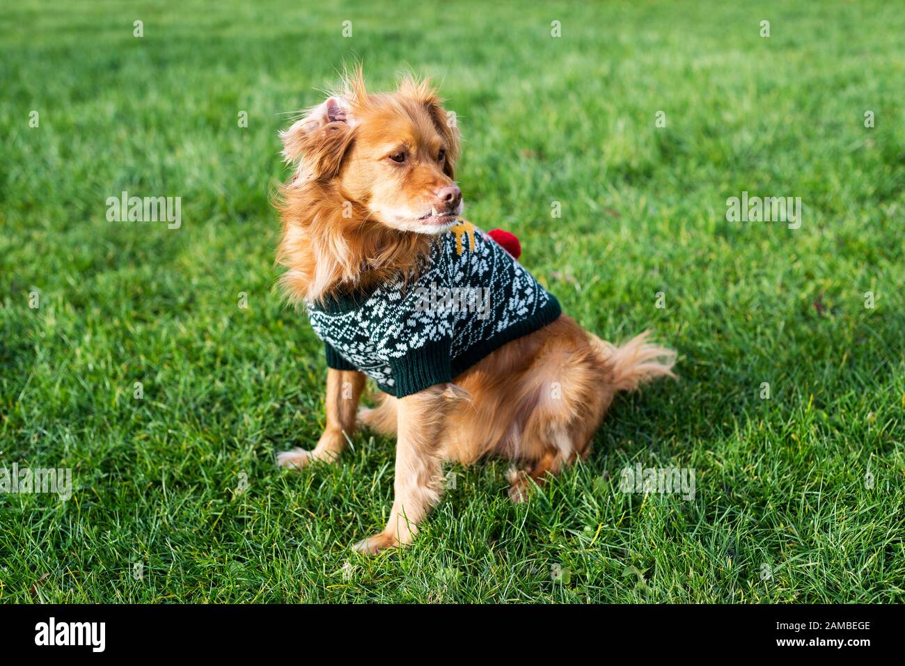 Cane di razza spagnola con maglione di Natale verde e il design di cervo naso rosso seduto sul prato verde Foto Stock