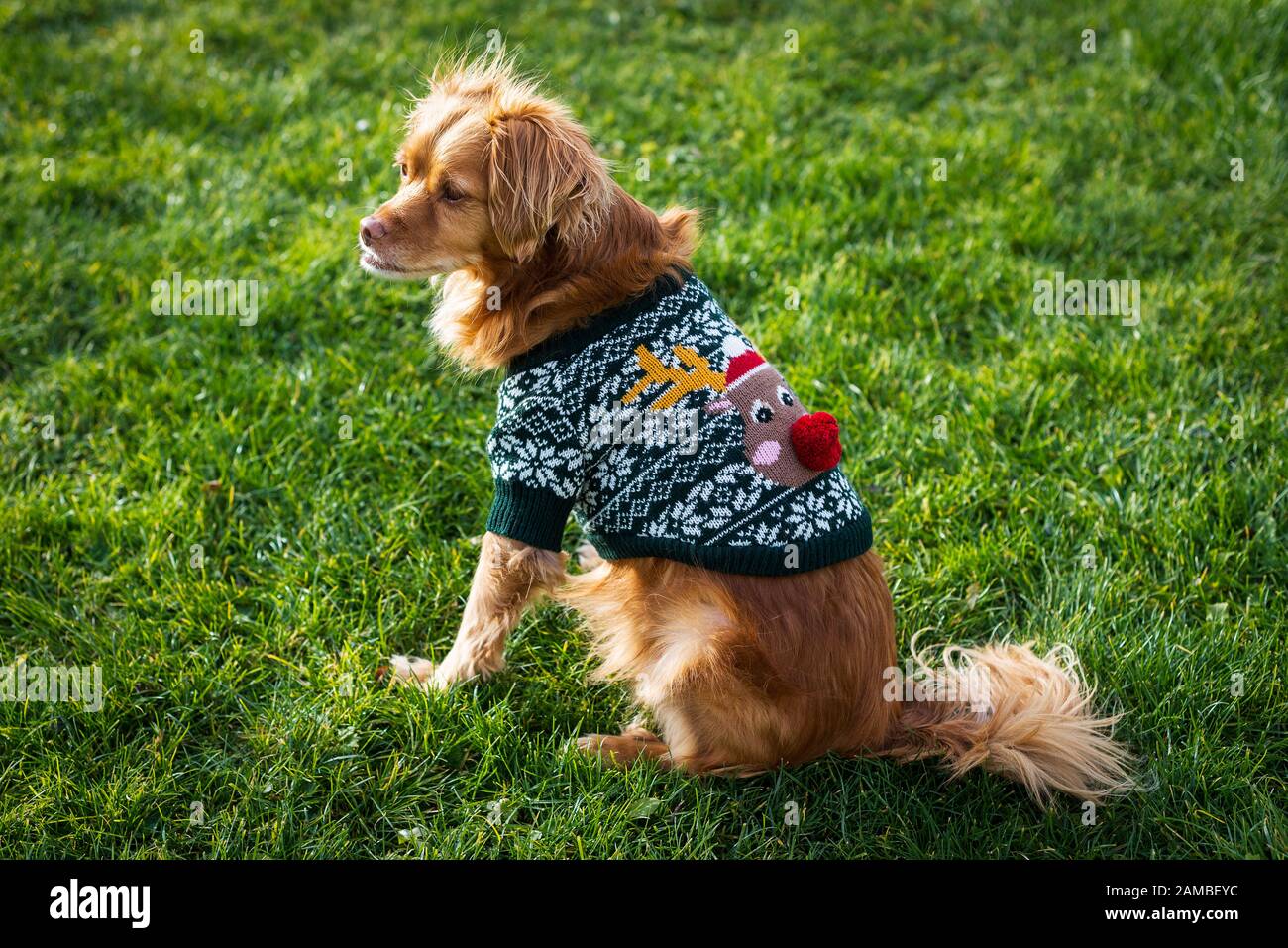 Cane di razza spagnola con maglione di Natale verde e il design di cervo naso rosso seduto sul prato verde Foto Stock