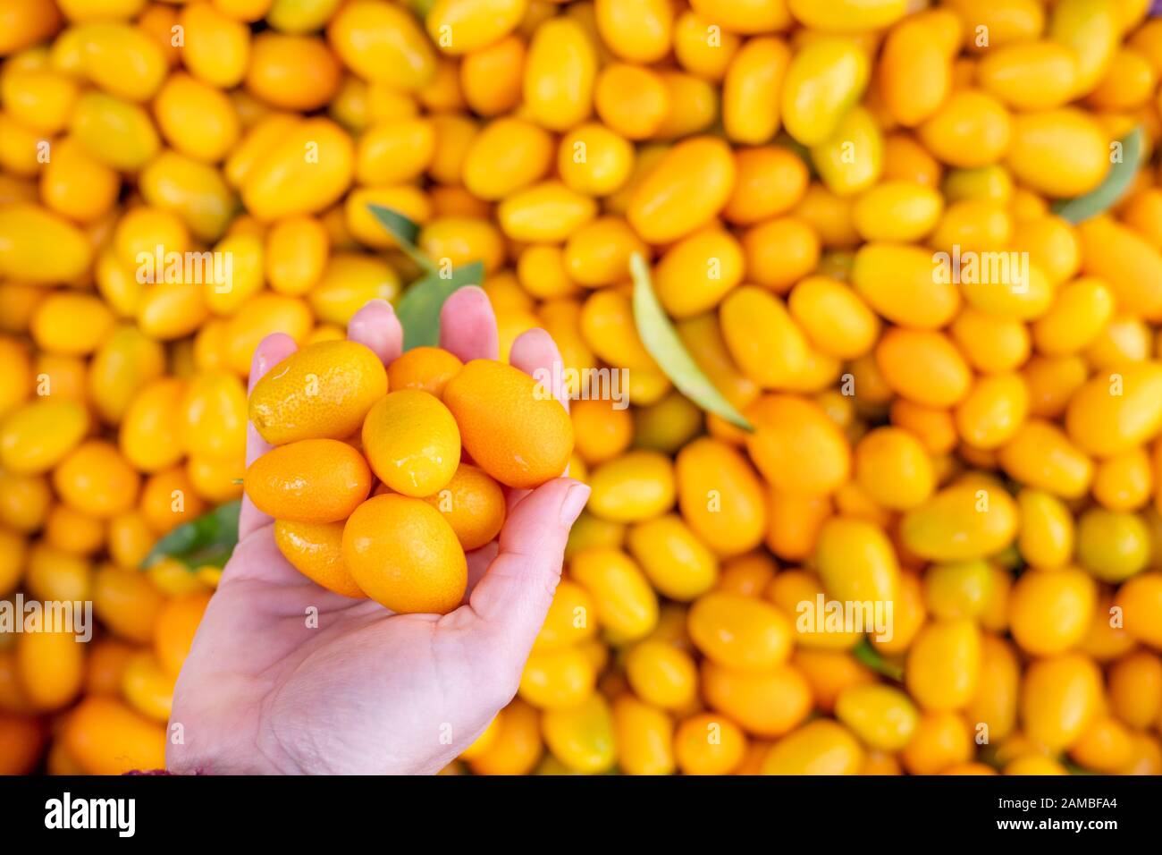 Scegliere molto delizioso frutti esotici kumquat miniatura arancione da un mucchio Foto Stock