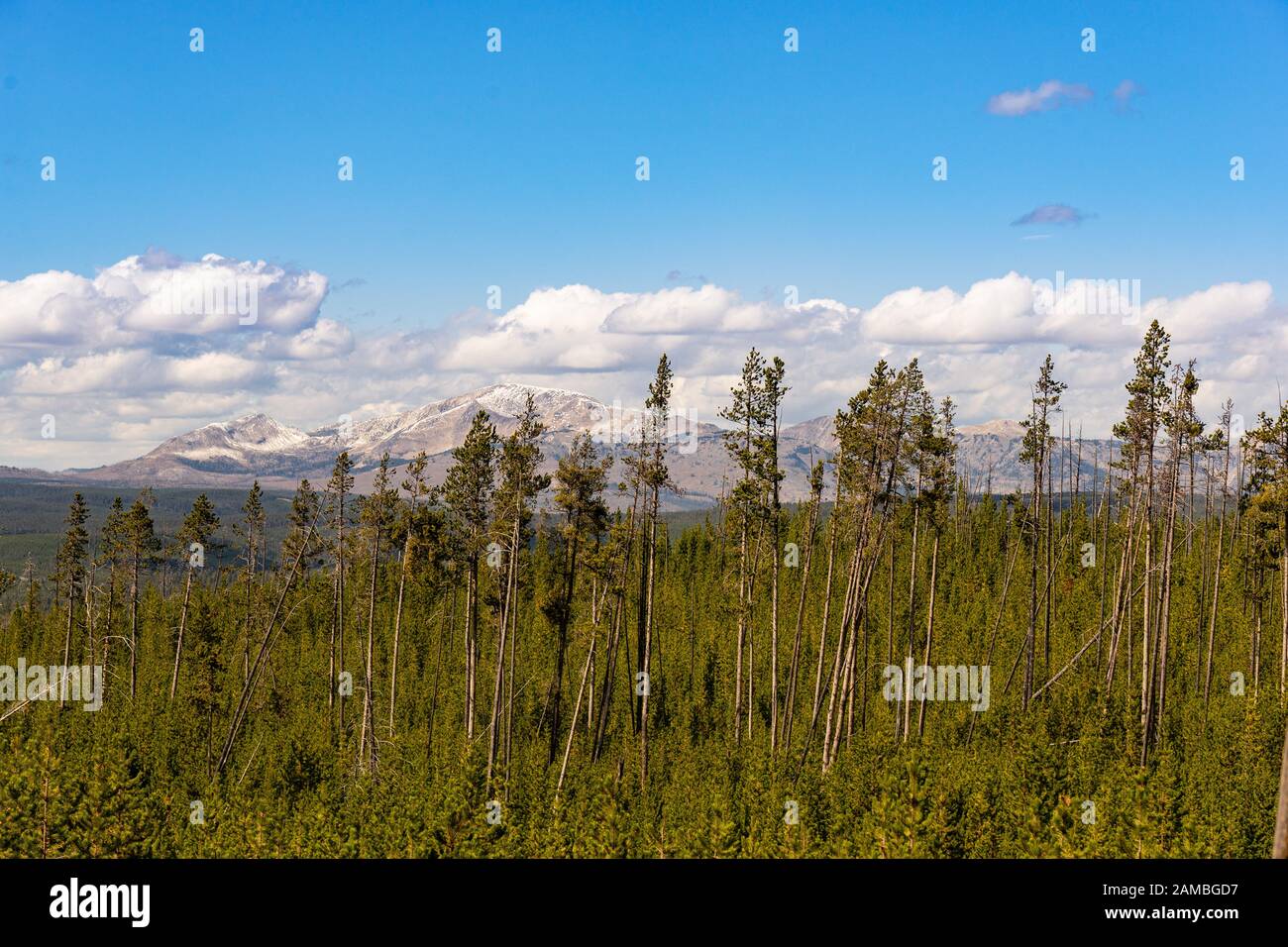 Im Wald Yellowstone Nationalpark mit Blick auf die Montagne Rocciose Foto Stock