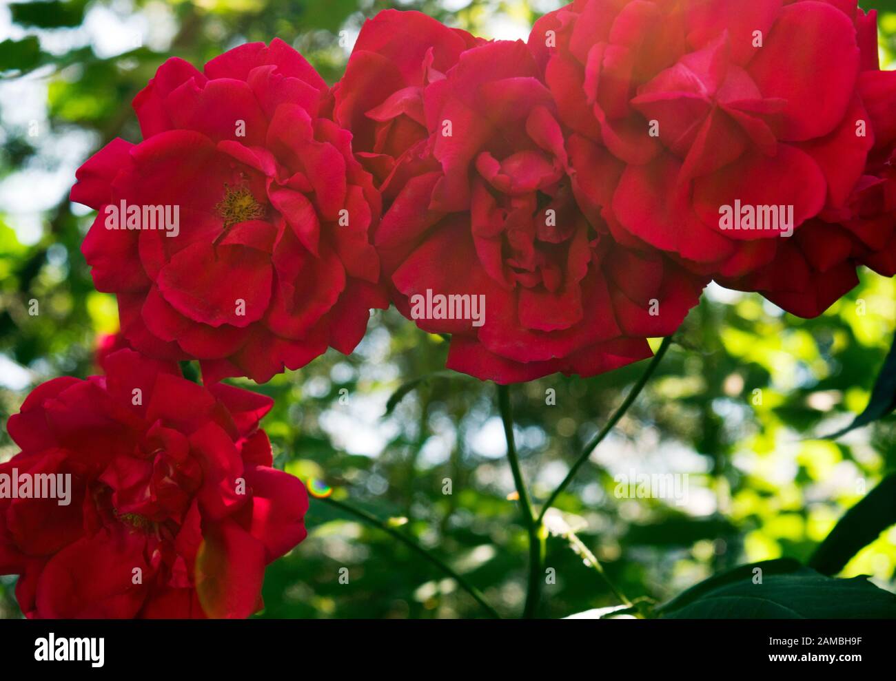 Bella rosa giardino rosso. La rosa rossa è il simbolo definitivo dei sentimenti romantici e rappresenta un vero amore. Primo piano. Foto Stock