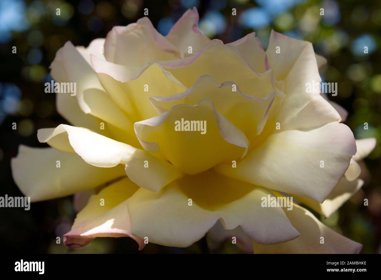 Una bella rosa gialla fotografata da parte, rivelando la sua moltitudine di ranghi profumati fragili petali. Foto Stock
