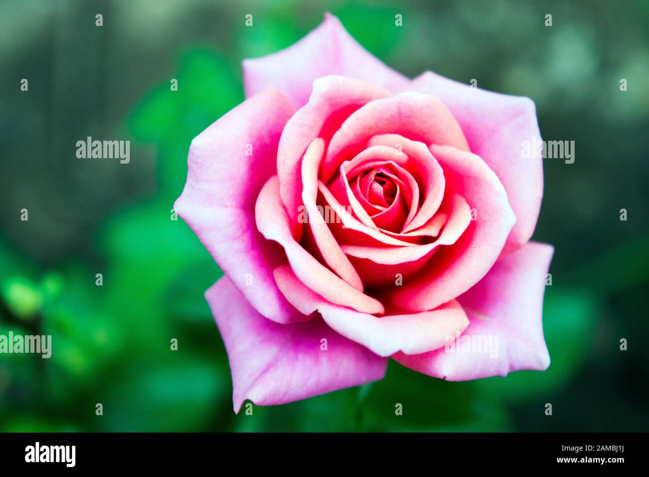 Una rosa vista dall'alto. Rosa significa grazia, eleganza, dolcezza e romanticismo poetico. Una fotografia di luce del giorno. Foto Stock