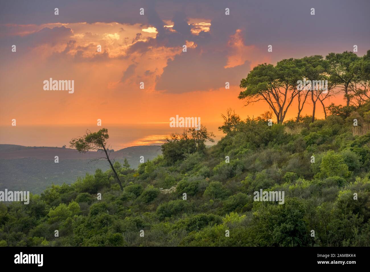 Wald, Sonnenuntergang, Nationalpark, Karmel Gebirge, Israele Foto Stock