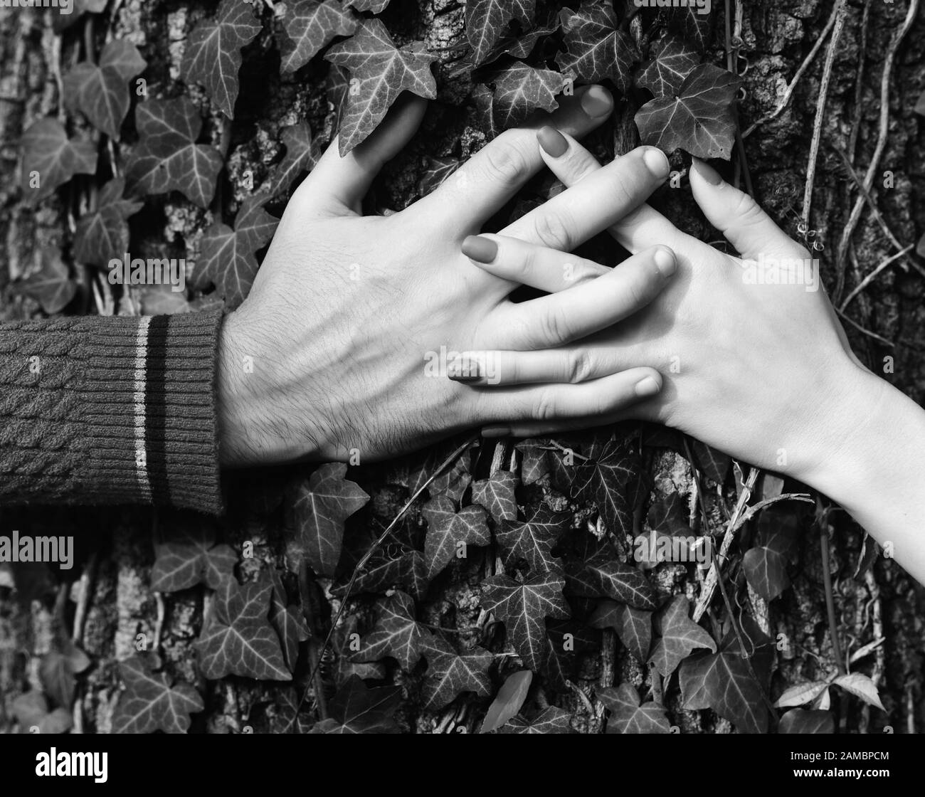 Relazione e concetto di tempo di caduta. Coppia in amore vicino albero con foglie di edera. Mans e le mani dei womans sullo sfondo dell'albero. Mani maschili e femminili tenute insieme. Foto Stock