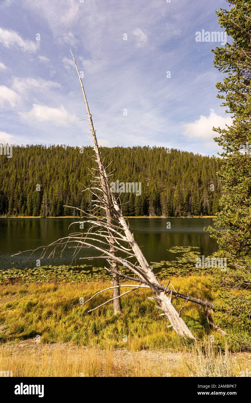 Abgestorbene Bäume am Seeufer im Nationalpark Yellowstone Foto Stock