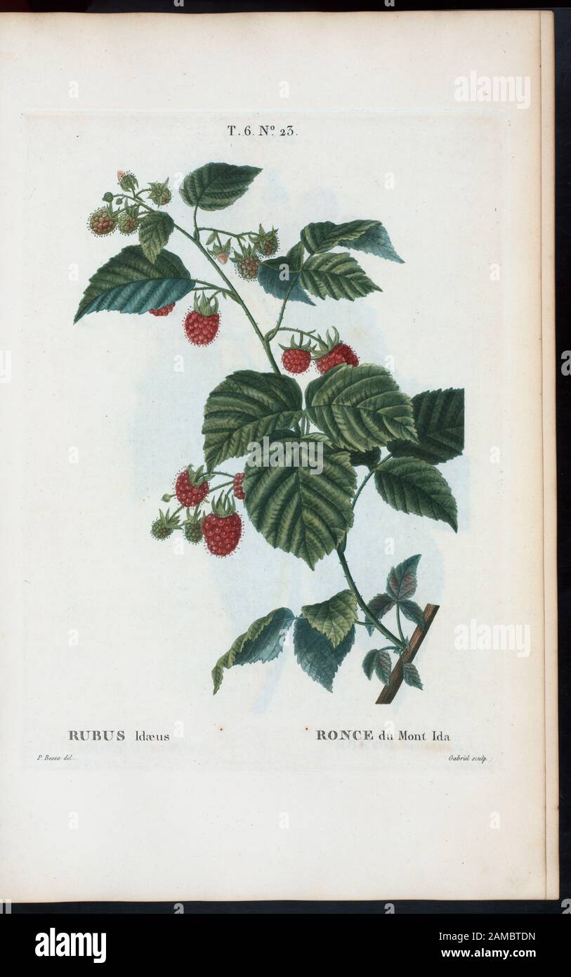 Rubus idæus - Ronce du Mont Ida (lampone europeo) 'Rédigé par Mm. Veillard, Jaume-Saint-Hilaire, Mirbel, Poiret, et continuâe par M. Loiseleur-Deslongchamps.' Vol. 1 ha un titolo T.P. e mezzo. Vol. 2 has Edition statement: Nouv. âed., augm. De Plus de moitié pour le nombre des espáeces ... avec des figures d'aprés les dessins de P.-J. Redouté ... Vol. 2-5 hanno impronta: Parigi : Michel. Titolo: Nouveau Duhamel, ou, Traité des arbres et arbustes que l'on cultive en France / rédigé par G.-L.-A. Loiseleur Deslongchamps, avec des figures d'aprés les dessins de mm. P.-J. Redouté Foto Stock