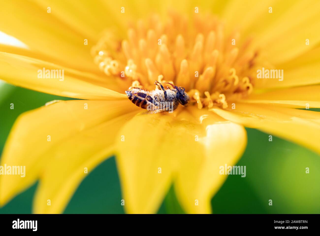 Bee al letto di morte Foto Stock
