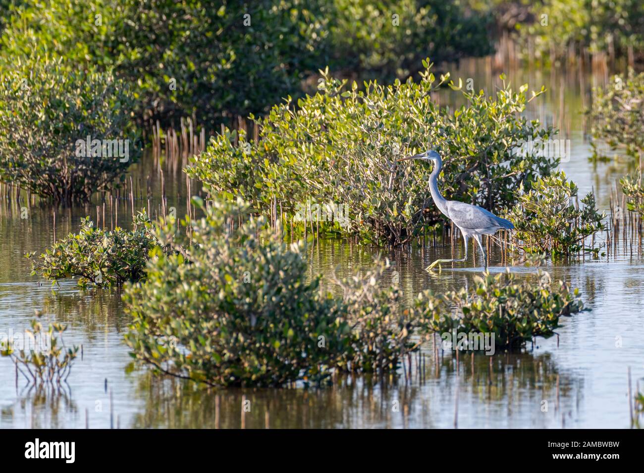 Grande Heron Blu camminando nelle acque di una mangrovia Foto Stock