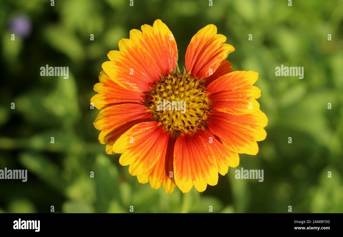 Fiore di colore arancione Foto Stock