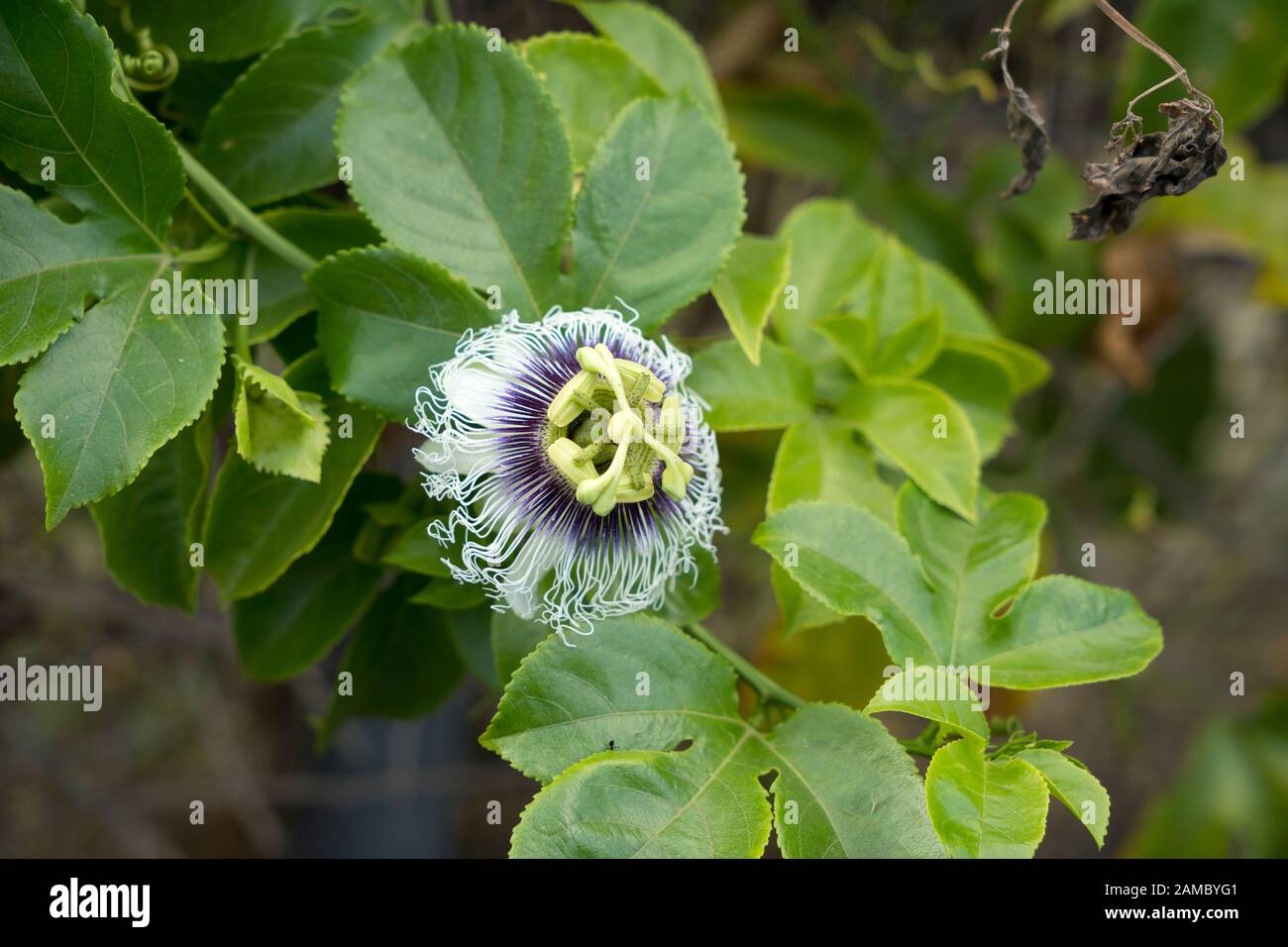 Fiore della Passiflora Foto Stock