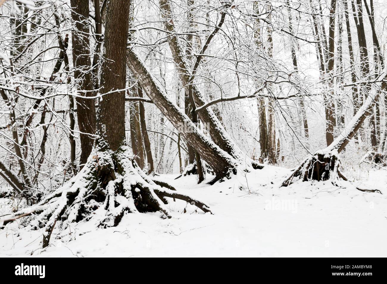 Foresta d'inverno, alberi caduti coperti di neve, vista pittoresca. Natura dopo la nevicata, clima freddo Foto Stock