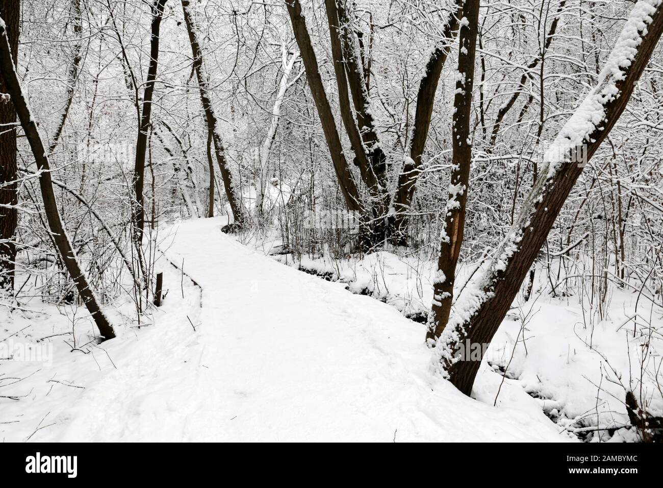 Sentiero nella foresta d'inverno, pista coperta di neve e alberi, vista pittoresca. Natura dopo la nevicata, clima freddo Foto Stock