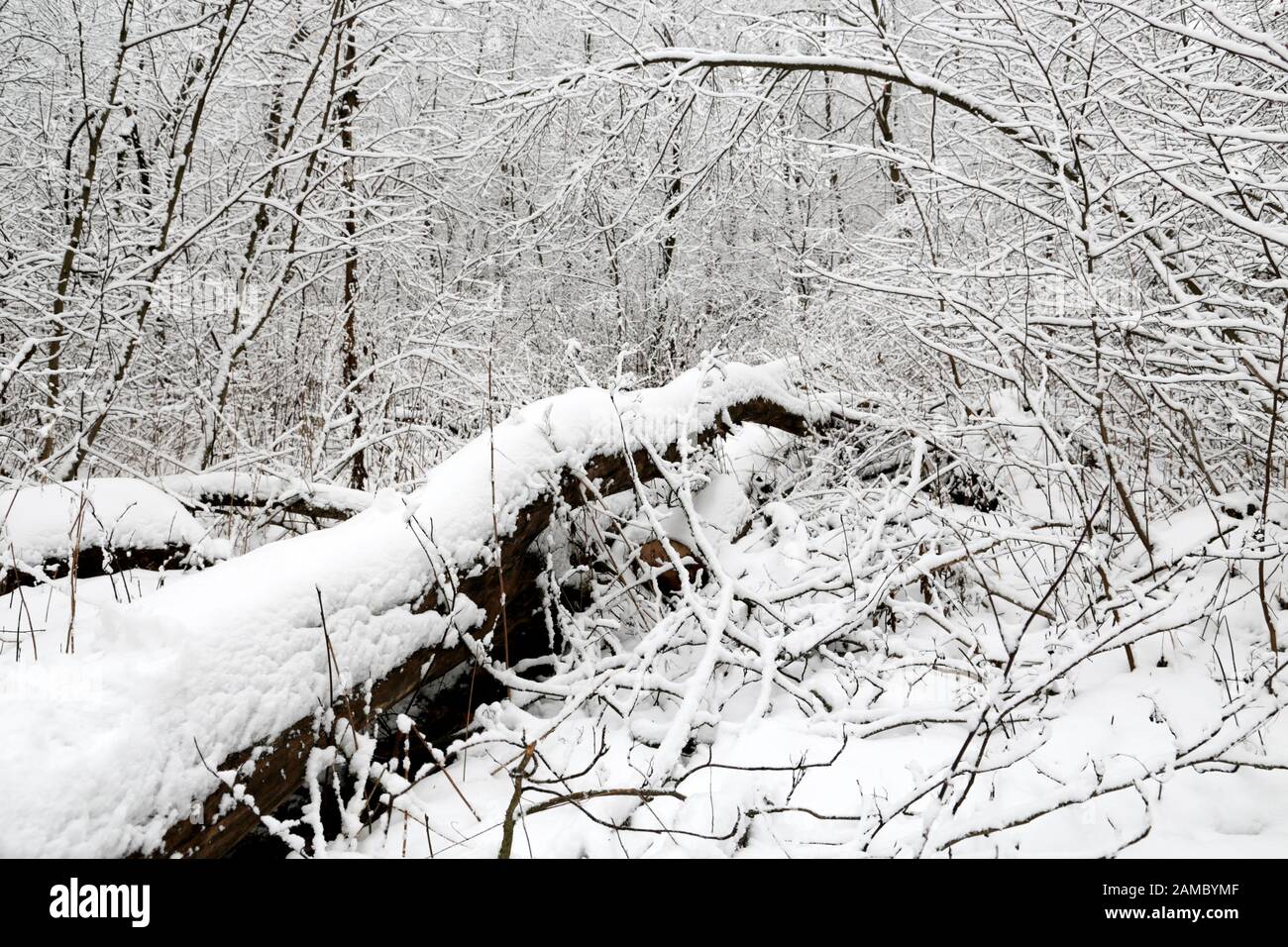 Foresta d'inverno, alberi caduti coperti di neve, vista pittoresca. Natura dopo la nevicata, clima freddo Foto Stock