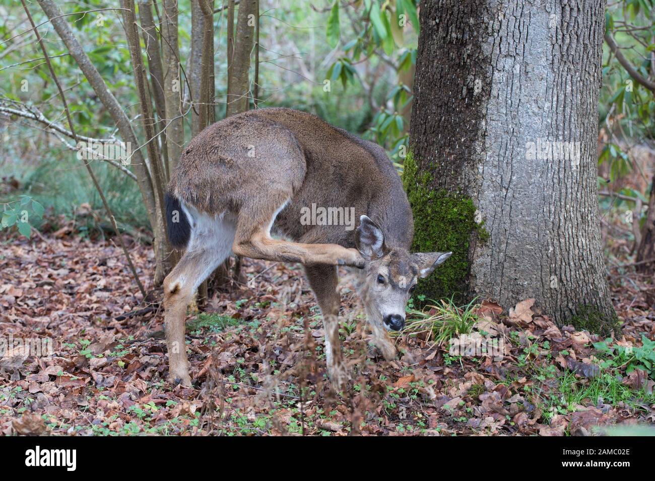 Un cervo che graffia l'orecchio, al Hendricks Park di Eugene, Oregon, Stati Uniti. Foto Stock
