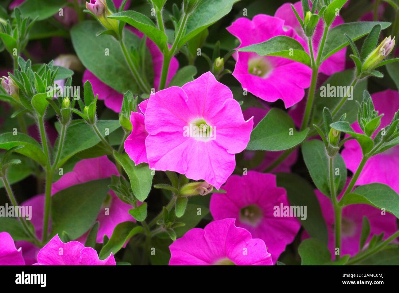 Petunia f1 Shockwave tonalità rosa fioritura Foto Stock