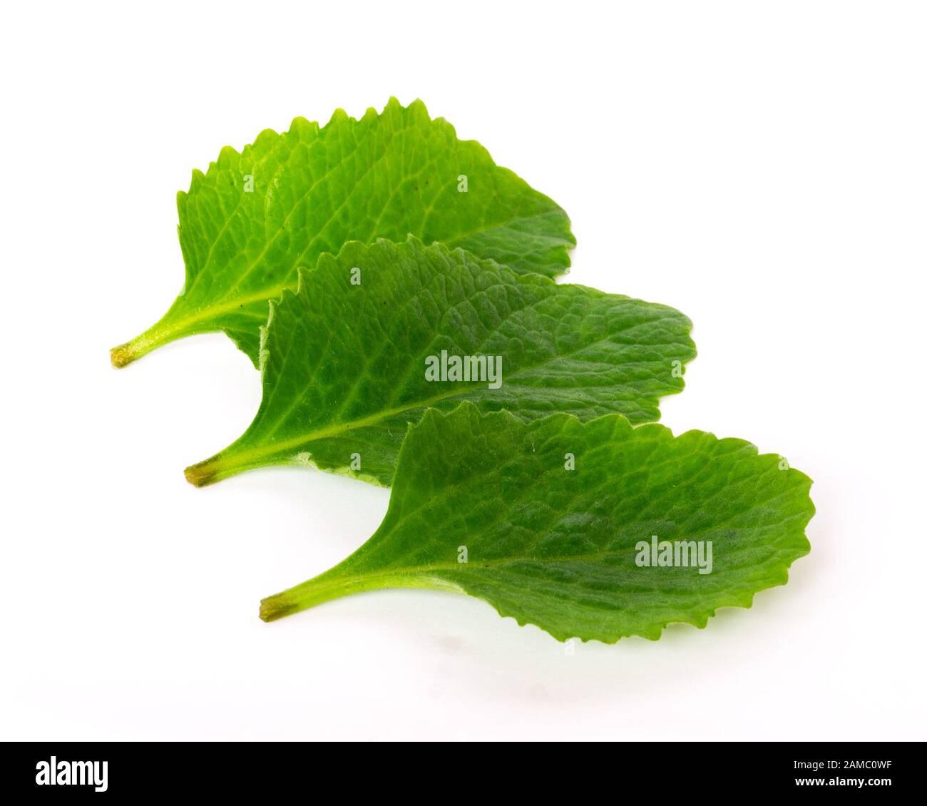 Studio girato tre foglie verdi di menta messicana isolato su bianco organico erbe mediche Foto Stock