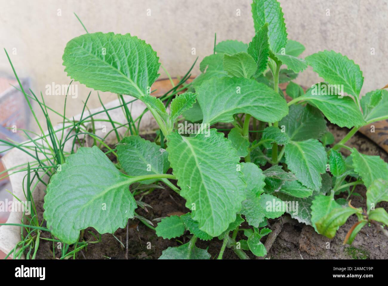 Primo piano sano menta messicana Plectranthus Amboinicus crescente in vaso in Vietnam Foto Stock