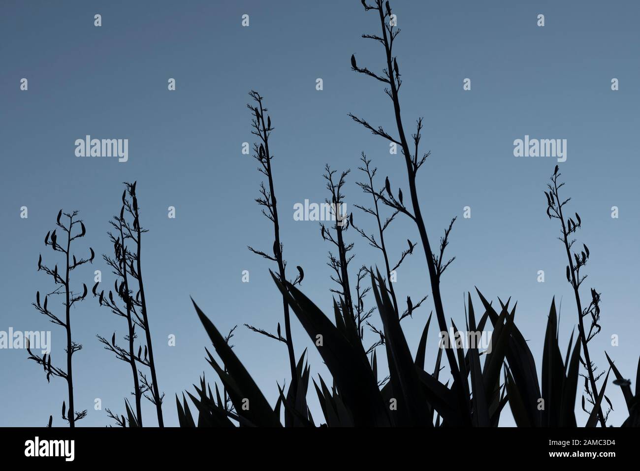 Silhouette immagine contro il cielo blu di Phormium tenax, verde Nuova Zelanda lino con vecchi steli di fiori che raggiungono sopra le foglie. Foto Stock