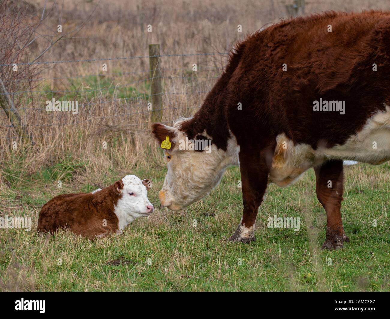 Hereford mucca e vitello Foto Stock