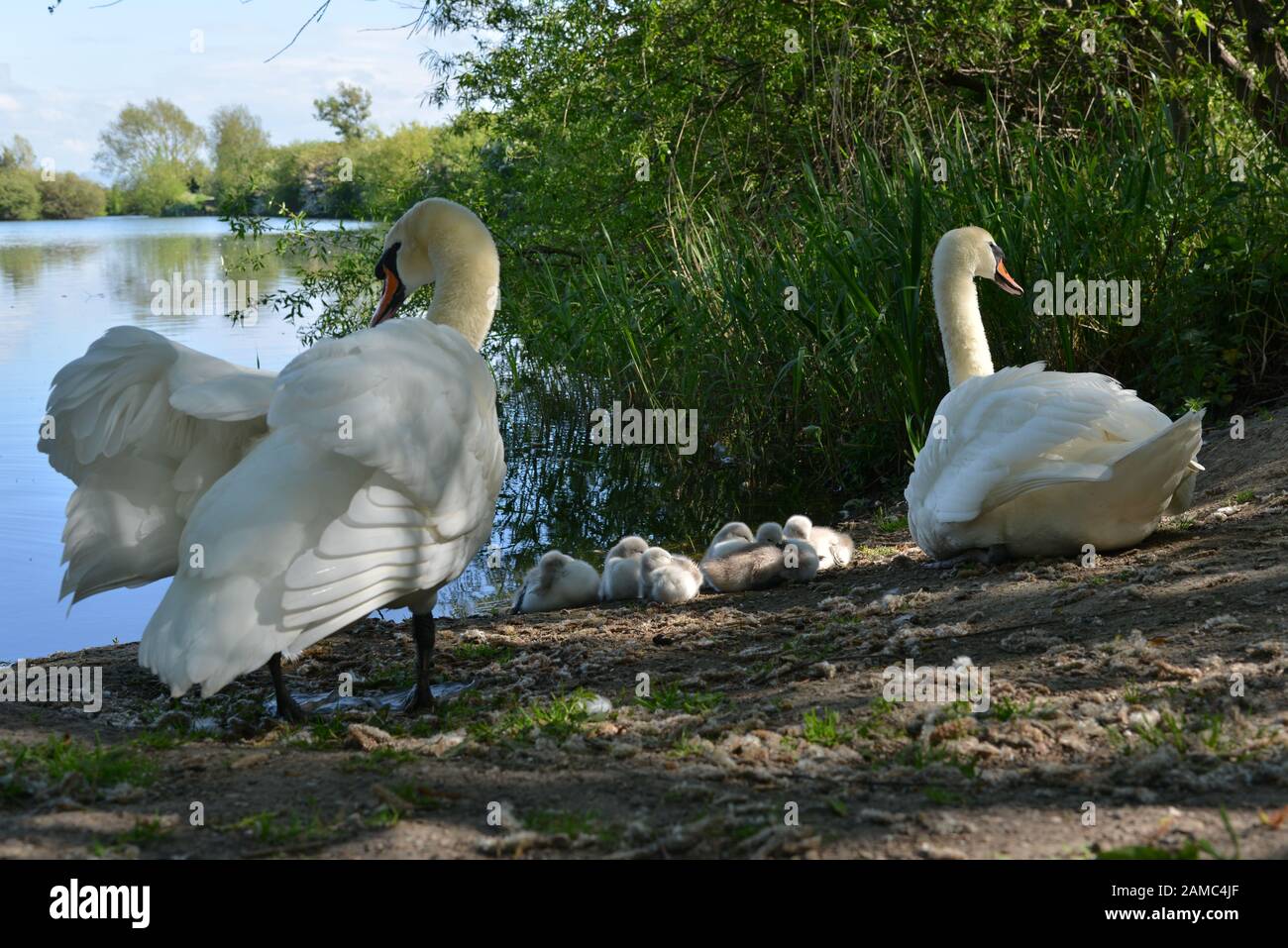 Cigni in Brickfields stagno in Ryhl. Galles del nord Foto Stock