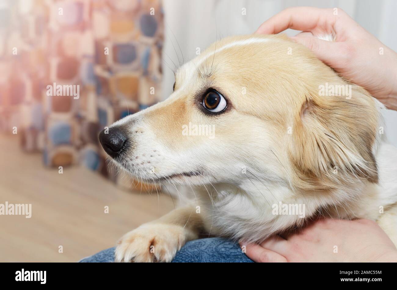 Ritratto di un giovane bello cane a casa. Foto Stock