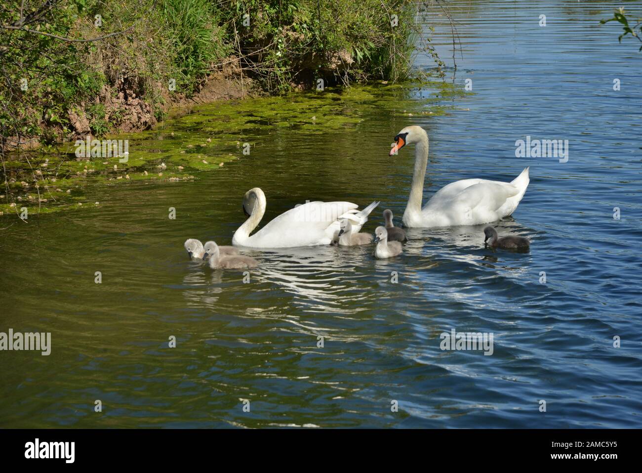 Cigni in Brickfields stagno in Ryhl. Galles del nord Foto Stock